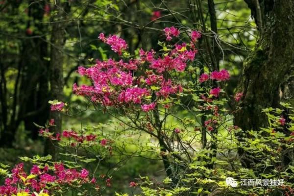 江西红了!最美人间四月天 又是踏春出游时 江西红了!最美人间四月天 又是踏春出游时