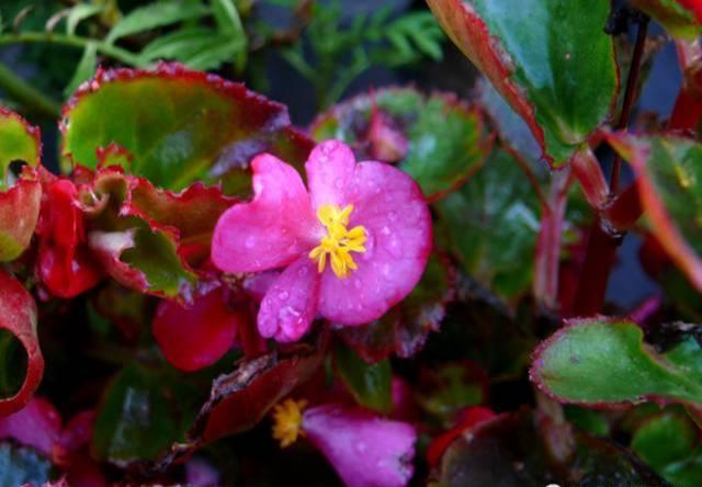 养花：四季海棠播种到开花，完整纪录，美极了！