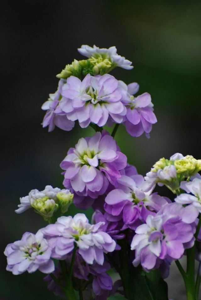 开花硕大的紫罗兰,想要开花爆盆很简单,试试这几步 开花硕大的紫罗兰,想要开花爆盆很简单,试试这几步