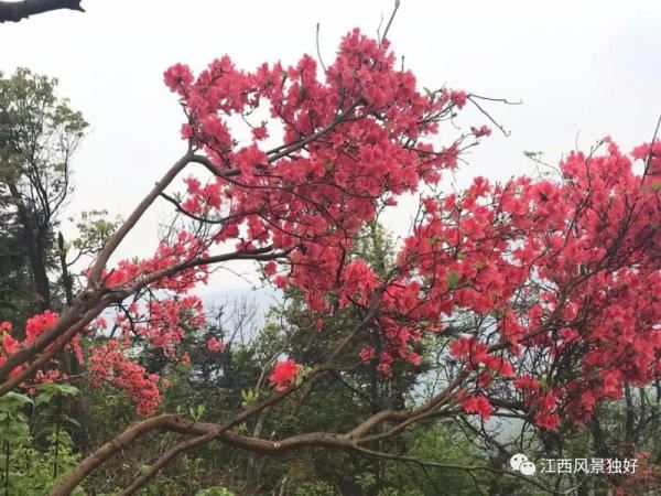 江西红了!最美人间四月天 又是踏春出游时 江西红了!最美人间四月天 又是踏春出游时