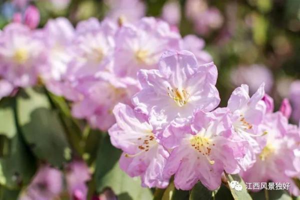 江西红了!最美人间四月天 又是踏春出游时 江西红了!最美人间四月天 又是踏春出游时
