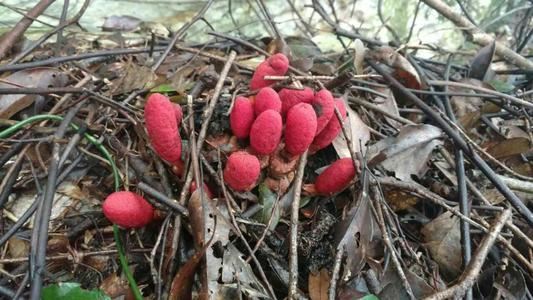 在农村看到千万别踩，菌类现在非常珍贵，尤其是野生的！