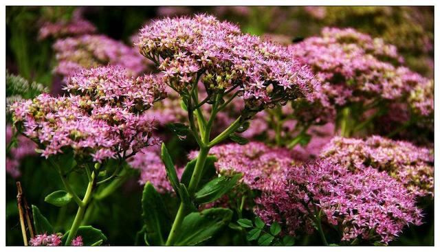 养花就要“好看、好养”，八宝景天就能满足，皮实开花朵朵大花球