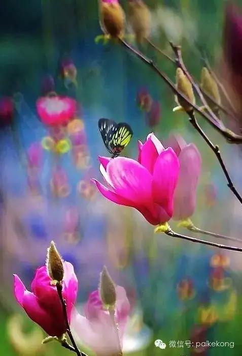 玉兰，绽放在早春时节，太美了！