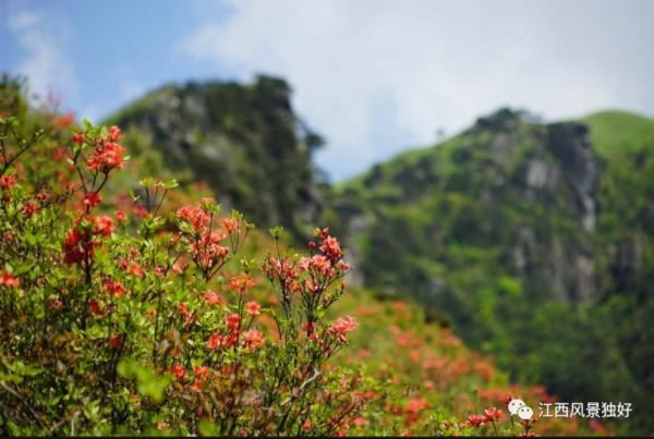 江西红了!最美人间四月天 又是踏春出游时 江西红了!最美人间四月天 又是踏春出游时
