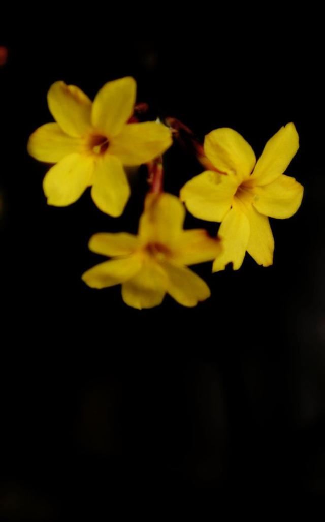 走近春天的脚步,一起来感受镜头下的美 走近春天的脚步,一起来感受镜头下的美