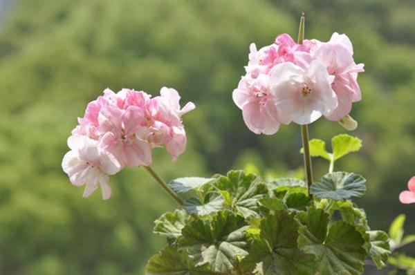 天竺葵才不是“一季花”，满足3个“养花爱好”，天竺葵开出花海