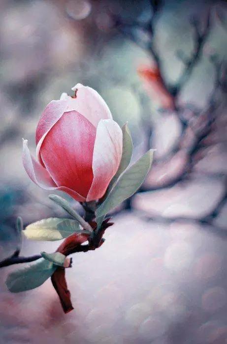 玉兰，绽放在早春时节，太美了！