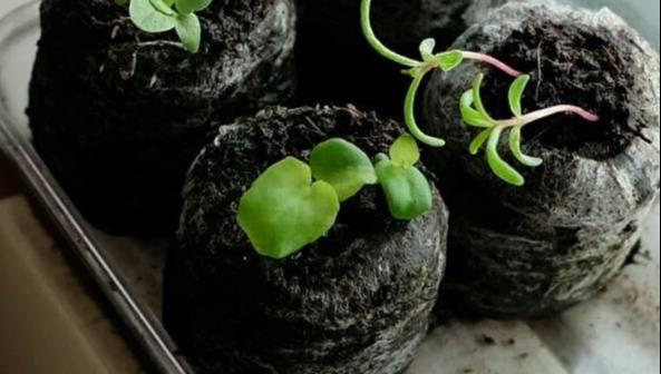 养花：四季海棠播种到开花，完整纪录，美极了！