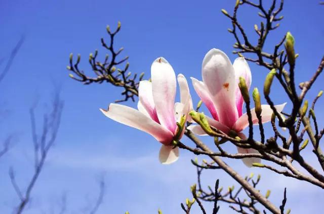 玉兰，绽放在早春时节，太美了！