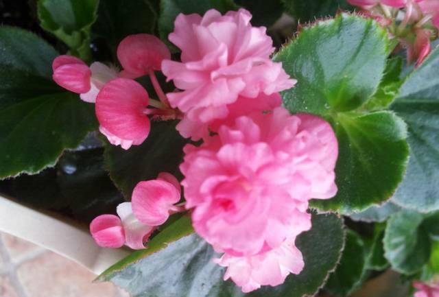 养花：四季海棠播种到开花，完整纪录，美极了！