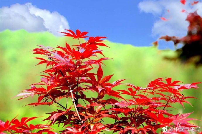 这么神仙的撞色!太美了 这么神仙的撞色!太美了