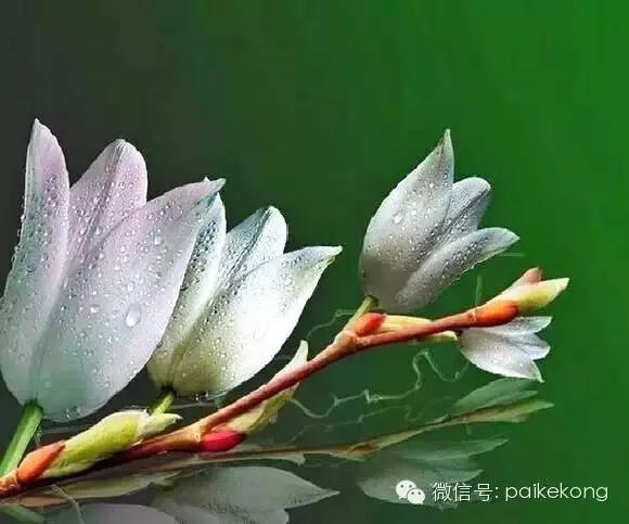 玉兰，绽放在早春时节，太美了！