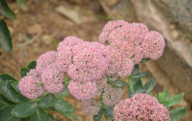 养花就要“好看、好养”，八宝景天就能满足，皮实开花朵朵大花球