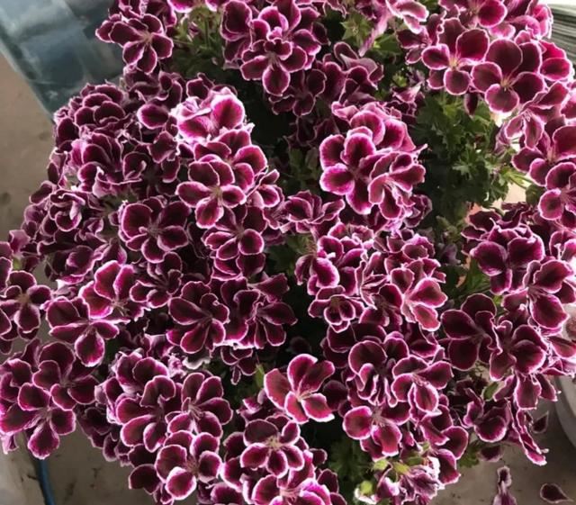 四月养天竺葵，牢记一个小技巧，枝繁叶茂，花朵连开一两个月