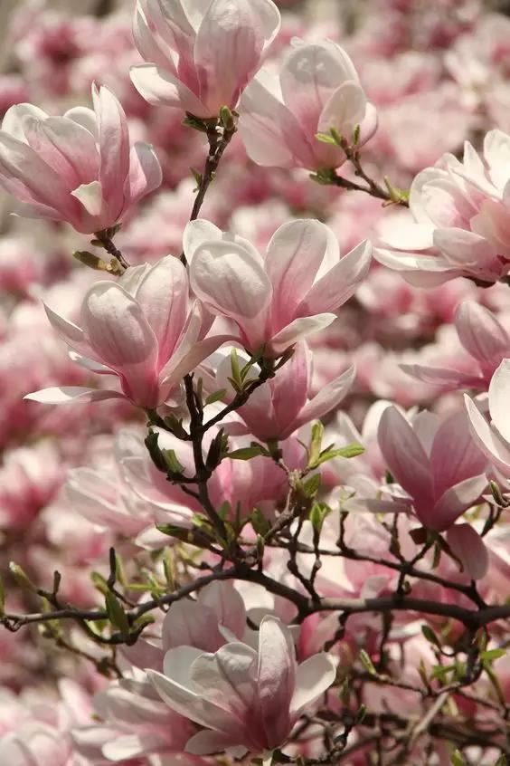 玉兰，绽放在早春时节，太美了！