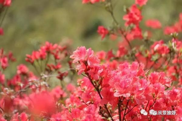 江西红了!最美人间四月天 又是踏春出游时 江西红了!最美人间四月天 又是踏春出游时