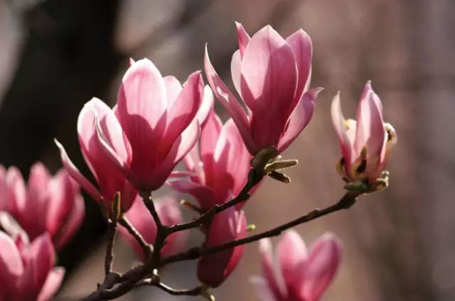 玉兰，绽放在早春时节，太美了！