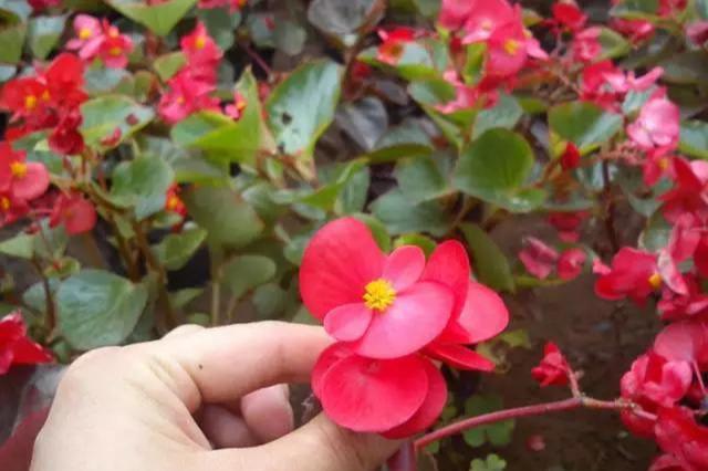 养花：四季海棠播种到开花，完整纪录，美极了！