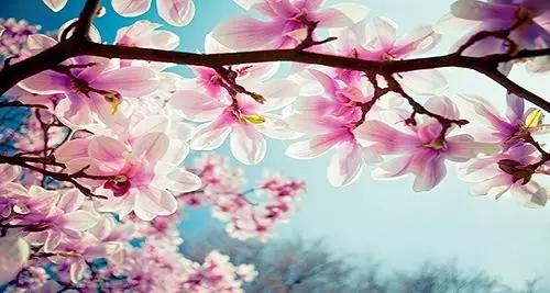 玉兰，绽放在早春时节，太美了！