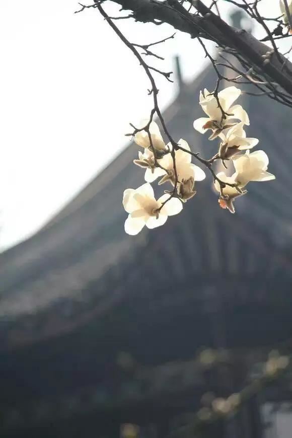 玉兰，绽放在早春时节，太美了！