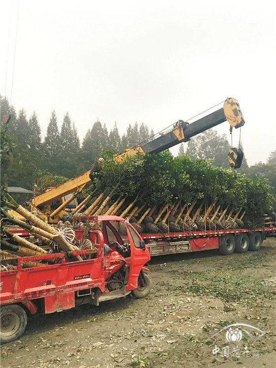 疫情下,苗木经纪人在干啥? 疫情下,苗木经纪人在干啥?