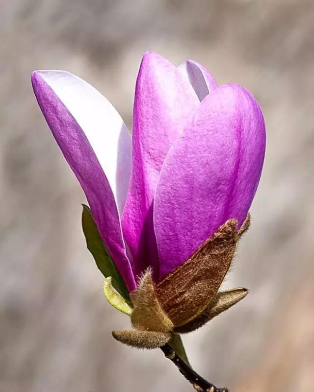 玉兰，绽放在早春时节，太美了！