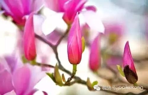 玉兰，绽放在早春时节，太美了！