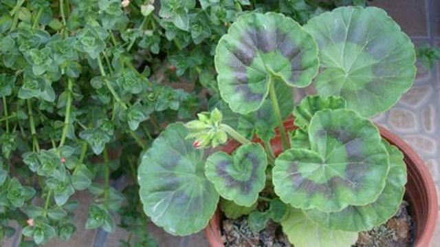 天竺葵才不是“一季花”，满足3个“养花爱好”，天竺葵开出花海