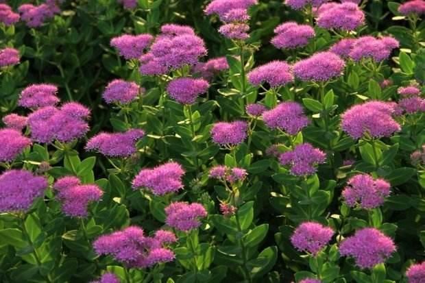 养花就要“好看、好养”，八宝景天就能满足，皮实开花朵朵大花球