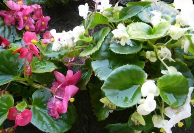 养花：四季海棠播种到开花，完整纪录，美极了！