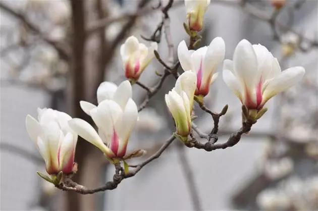 玉兰，绽放在早春时节，太美了！