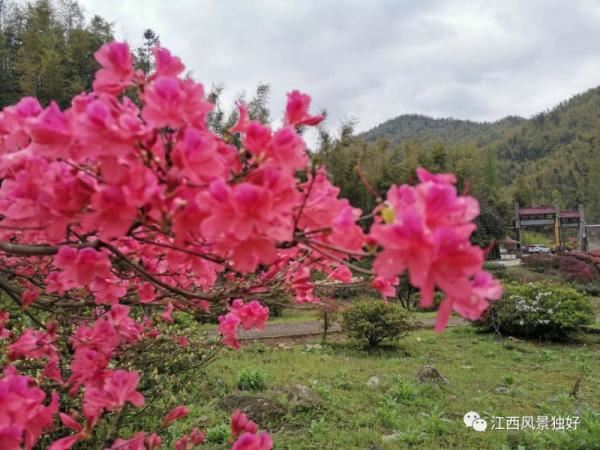 江西红了!最美人间四月天 又是踏春出游时 江西红了!最美人间四月天 又是踏春出游时