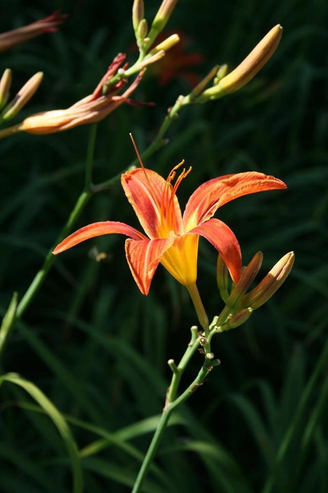 挺拔生长的萱草花,栽种应该注意一些什么?方法很重要 挺拔生长的萱草花,栽种应该注意一些什么?方法很重要