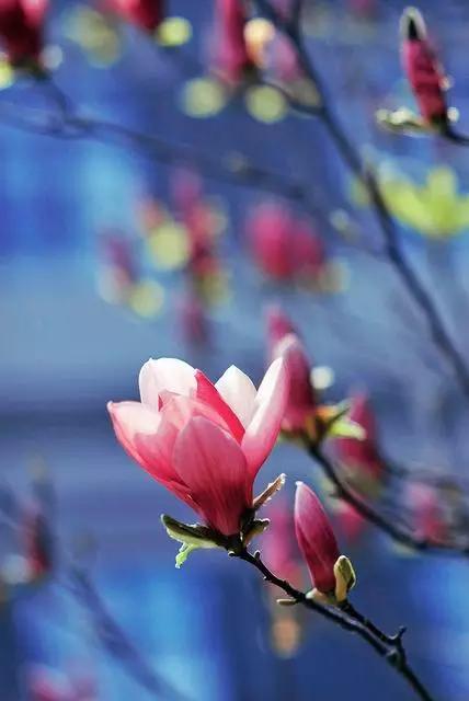 玉兰，绽放在早春时节，太美了！