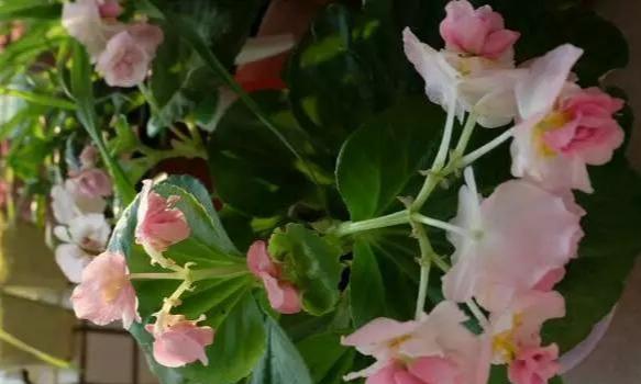 养花：四季海棠播种到开花，完整纪录，美极了！