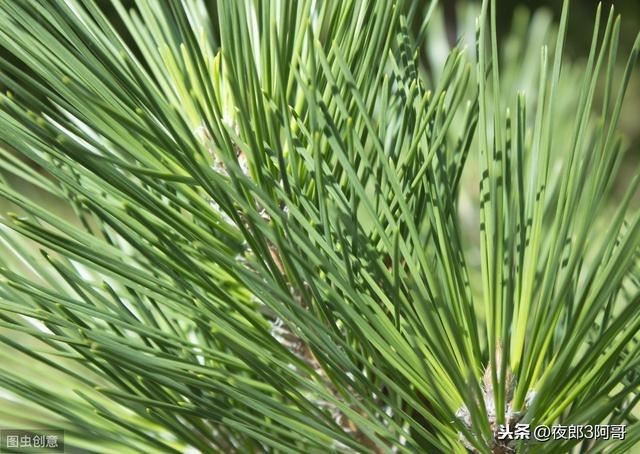 松树上很值钱的3样东西，农民不知道，每年都烂在山里