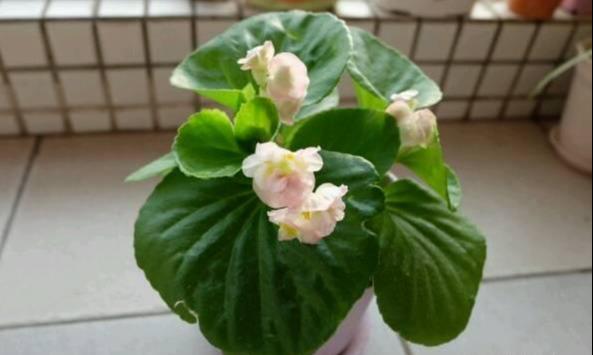 养花：四季海棠播种到开花，完整纪录，美极了！