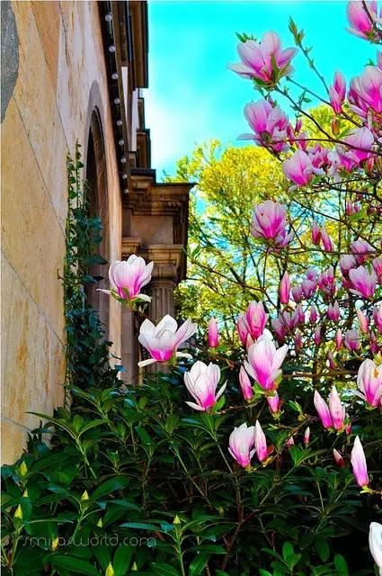 玉兰，绽放在早春时节，太美了！