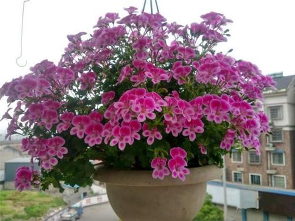 天竺葵才不是“一季花”，满足3个“养花爱好”，天竺葵开出花海