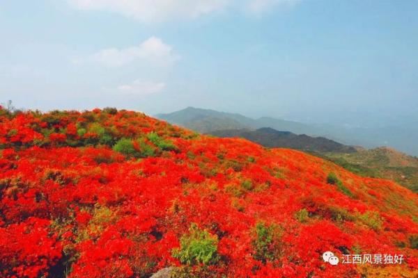 江西红了!最美人间四月天 又是踏春出游时 江西红了!最美人间四月天 又是踏春出游时