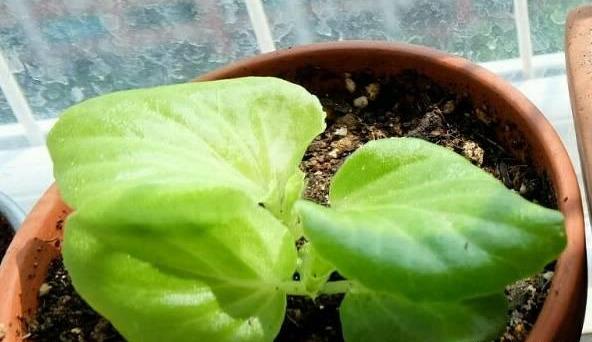 养花：四季海棠播种到开花，完整纪录，美极了！