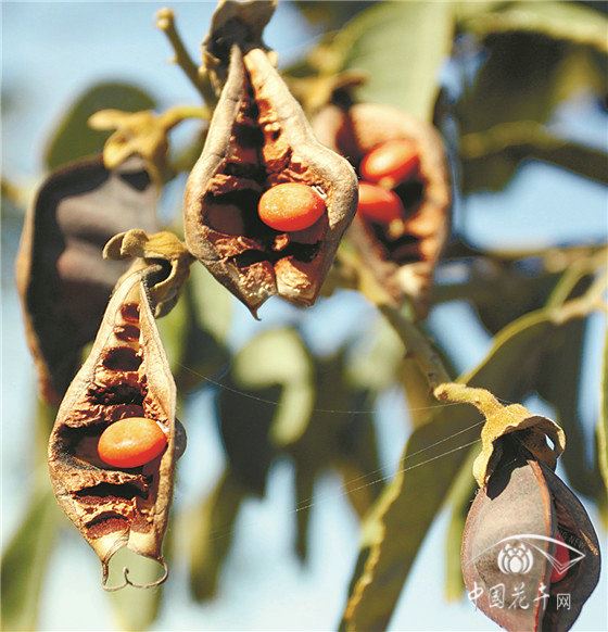 耐高温日灼,四季常绿,树形优美,花色淡雅“材貌双全”的珍稀植物花榈木 耐高温日灼,四季常绿,树形优美,花色淡雅“材貌双全”的珍稀植物花榈木
