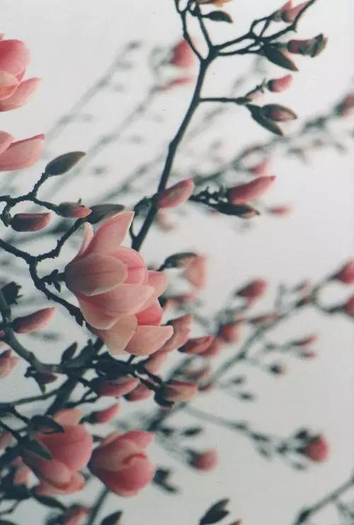 玉兰，绽放在早春时节，太美了！