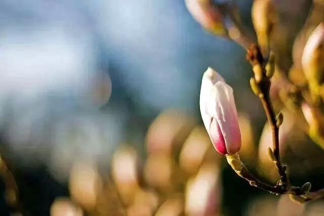 玉兰，绽放在早春时节，太美了！