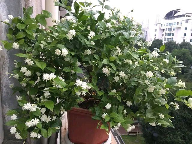 茉莉花满树花苞就是不开花？满足一要素，很快开花爆盆满屋飘香