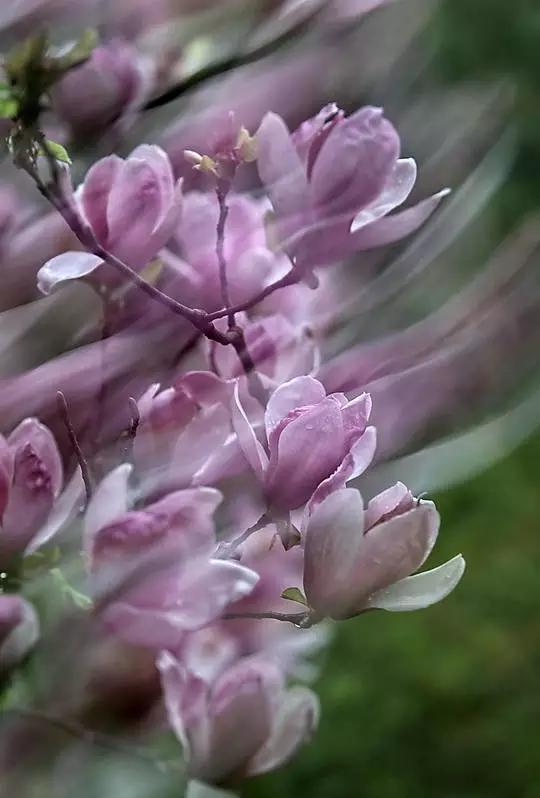 玉兰，绽放在早春时节，太美了！