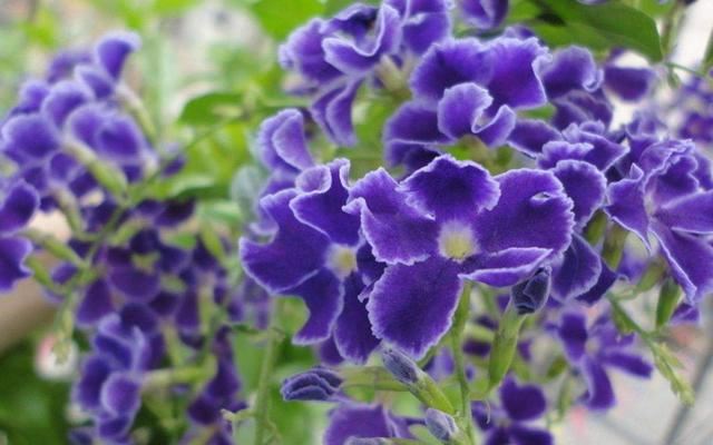 开花硕大的紫罗兰,想要开花爆盆很简单,试试这几步 开花硕大的紫罗兰,想要开花爆盆很简单,试试这几步