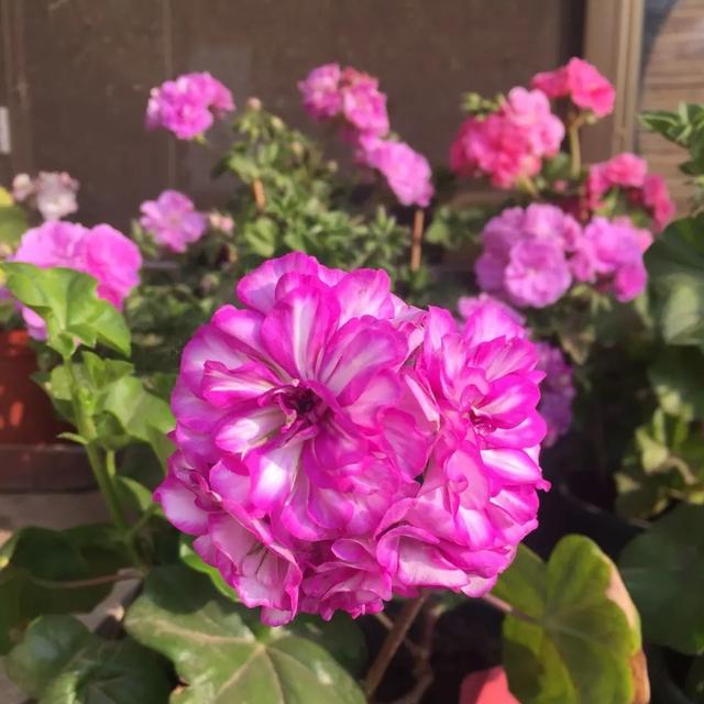 四月养天竺葵，牢记一个小技巧，枝繁叶茂，花朵连开一两个月