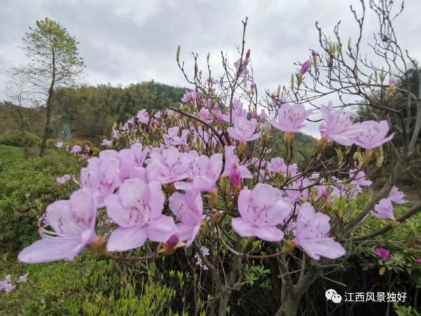 江西红了!最美人间四月天 又是踏春出游时 江西红了!最美人间四月天 又是踏春出游时